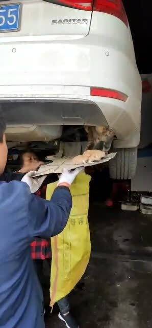 沒辦法拿出小貓,只能開到修理廠,找?guī)煾祹兔?></a></div>
<div   id=